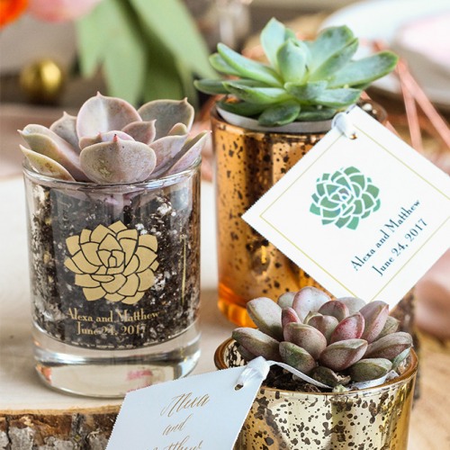 Live Succulent Favors